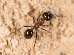 ant