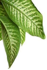 dieffenbachia