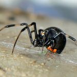 A female Northern Black Widow spider walking