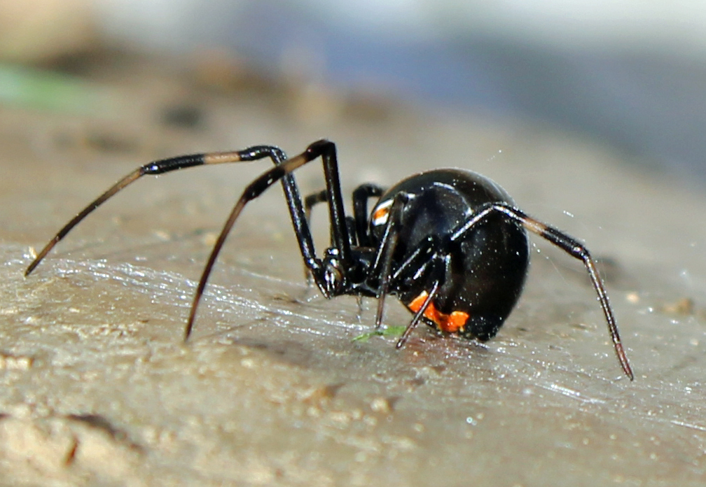 Black Widow Spider - Poison Center Tampa