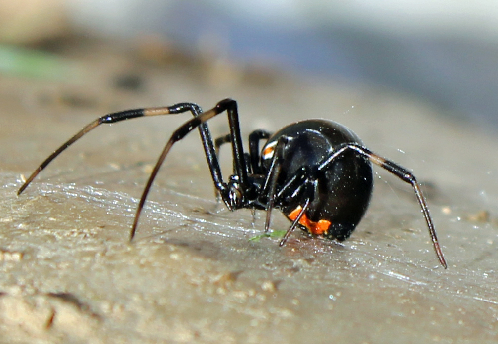 Black Widow Spider Poison Center Tampa