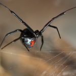 close up of a venomous black widow spider showing hourglass markings