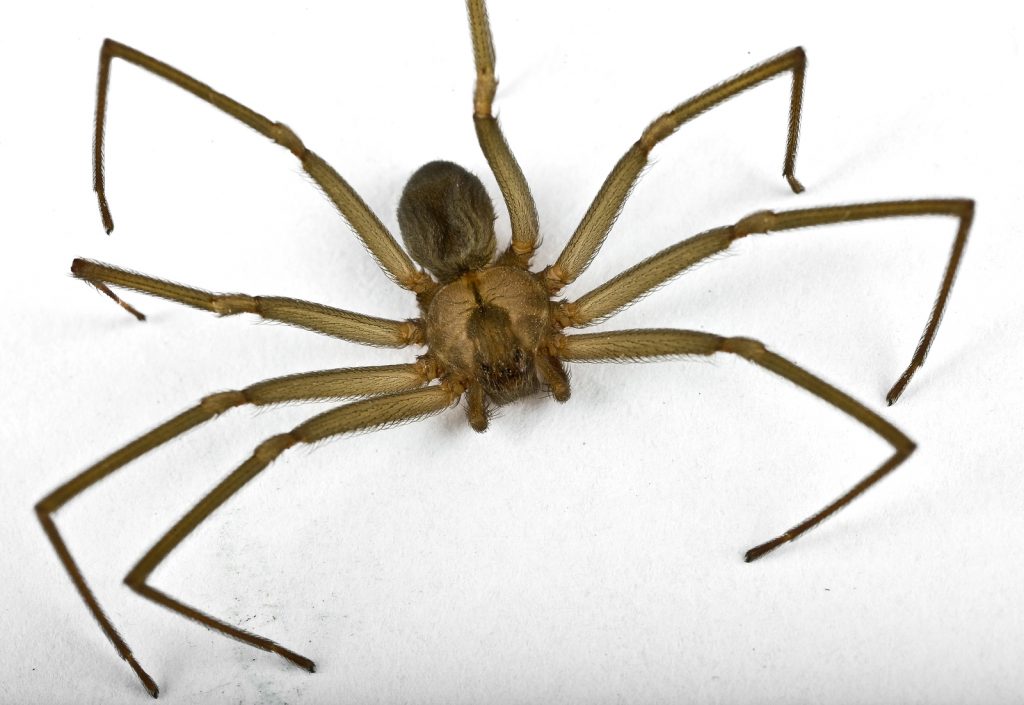 brown recluse spider