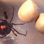 spider_blackwidow