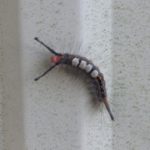 tussock-moth-caterpillar