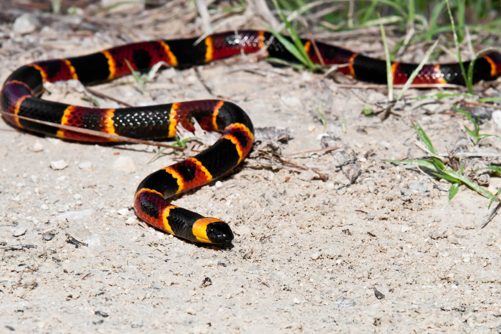 milk snake teeth